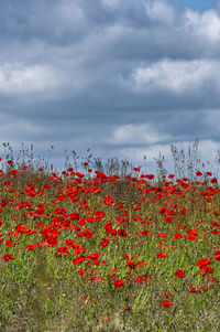 Red flowering plants on field against sky