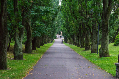 Road amidst trees at park