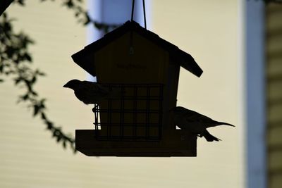 Low angle view of bird on building against sky