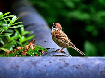 Close-up of bird perching on a plant