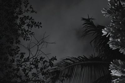 Low angle view of silhouette palm tree against sky at night