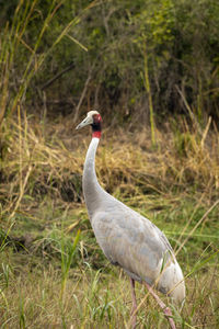 Close-up of a bird on field