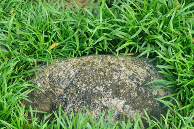 View of lizard on rock