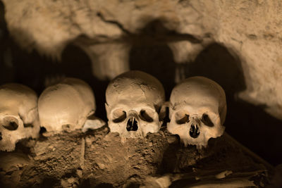 High angle view of human skulls