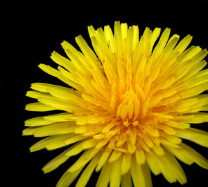 Close-up of yellow flower against black background