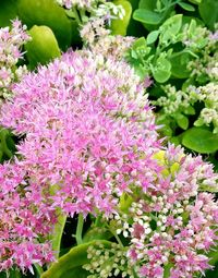 Close-up of pink flowers