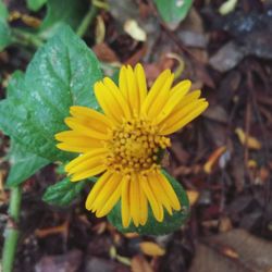 Close-up of yellow flower blooming outdoors