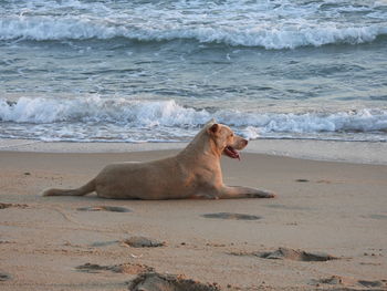 Dog relaxing on beach