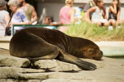 Seal resting on rock at zoo