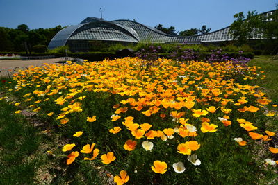 Close-up of yellow flowering plants on field against sky