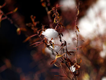 Close-up of white flowering plant