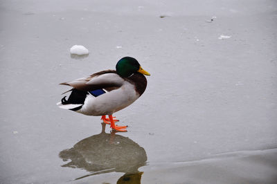 Duck in a lake