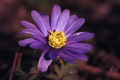 Close-up of flower blooming outdoors