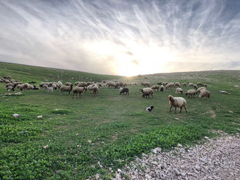 Flock of sheep grazing on landscape against sky