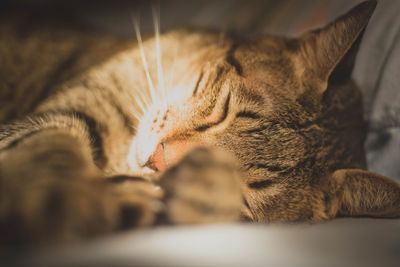 Close-up of cat sleeping