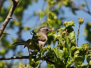 Bird perching on plant