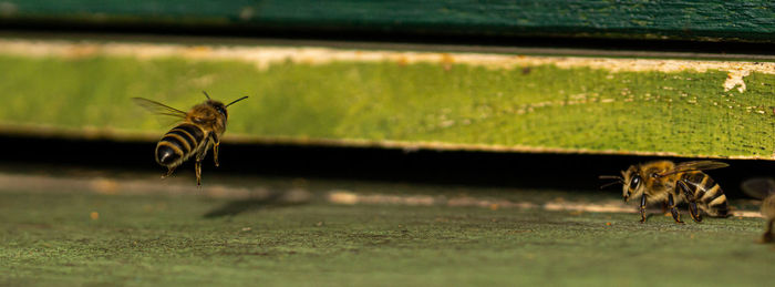 View of insect on grass