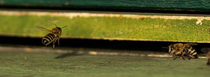 View of insect on grass