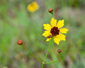 Close-up of yellow flowering plant