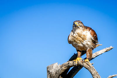 Low angle view of owl perching against clear blue sky