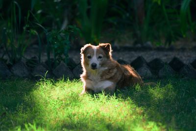 Portrait of dog on grass