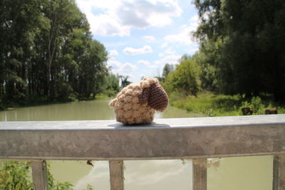 Close-up of stuffed toy on tree against sky