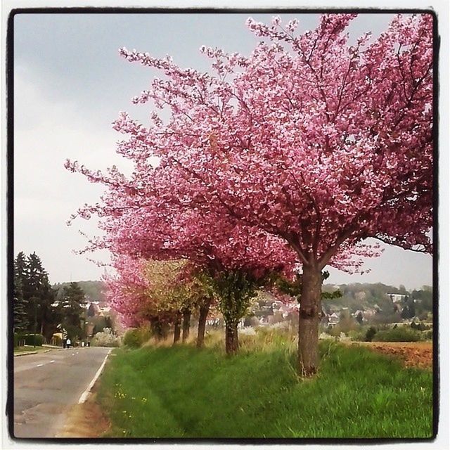 tree, flower, growth, transfer print, road, transportation, beauty in nature, auto post production filter, freshness, nature, grass, branch, park - man made space, pink color, sky, blossom, the way forward, day, field, outdoors