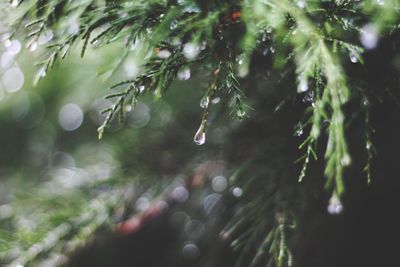 Close-up of raindrops on pine tree