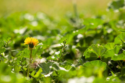 Close-up of yellow flowering plant