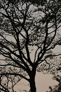 Low angle view of silhouette tree against sky