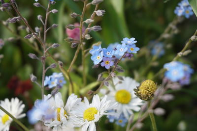 Close-up of white flowering plant