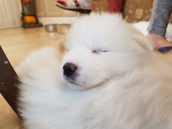 Close-up of white dog at home