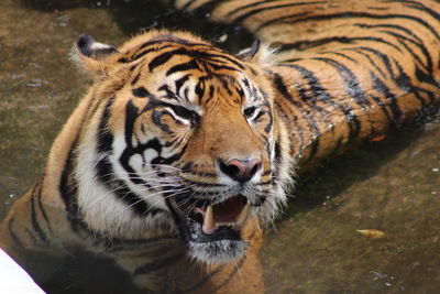 Portrait of tiger in zoo