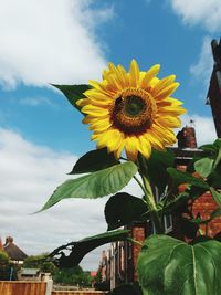 Close-up of sunflower against sky