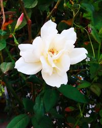 Close-up of flowers in garden