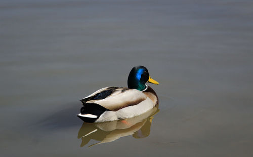 Duck swimming in lake