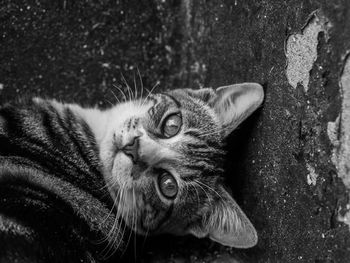 Close-up portrait of cat