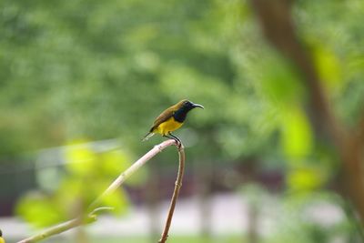 Close-up of bird perching on tree