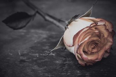 Close-up of wilted rose