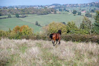 Horses on a field