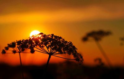 Close-up of silhouette plant against orange sky