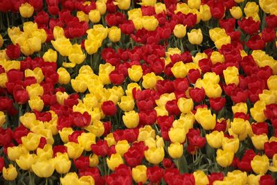 Full frame shot of colorful flowers