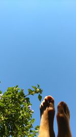 Low section of person by plant against clear sky