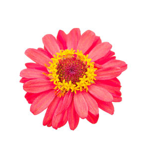 Close-up of red daisy against white background