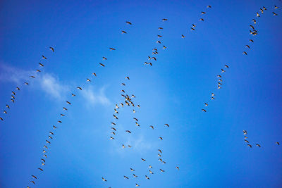 Low angle view of birds flying in sky