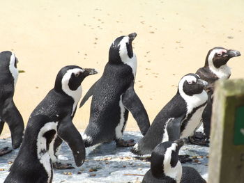 Close-up of two birds