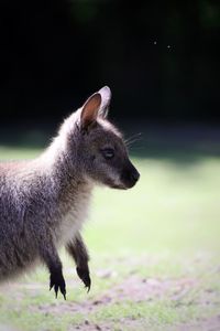 Close-up of an wallaby looking away
