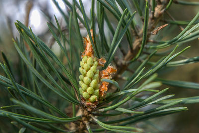 Close-up of berries on tree