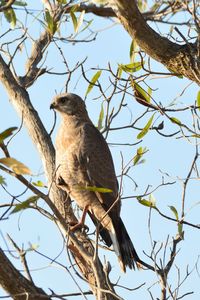 Was lucky to get close to this pale chanting goss hawk. taken on the edge of the kruger national.