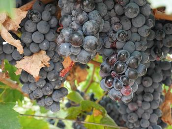 Close-up of grapes in vineyard